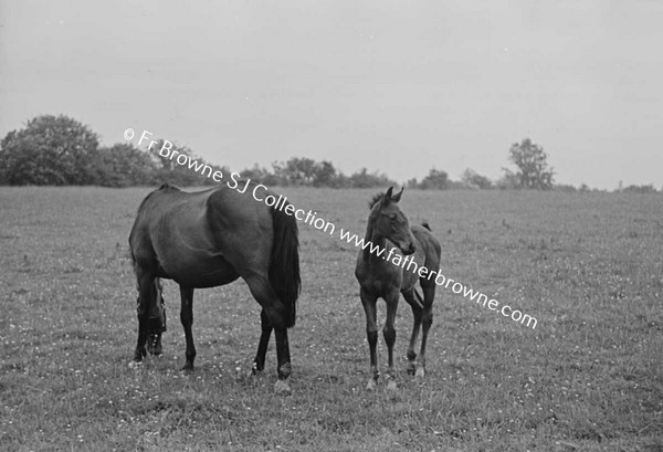 HEADFORD HOUSE  MISS ELIZABETH CLARKE WITH THOROUGHBRED MARES AND FOALS